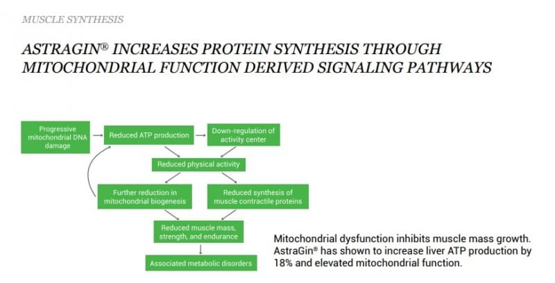 Protein Synthesis Pathways