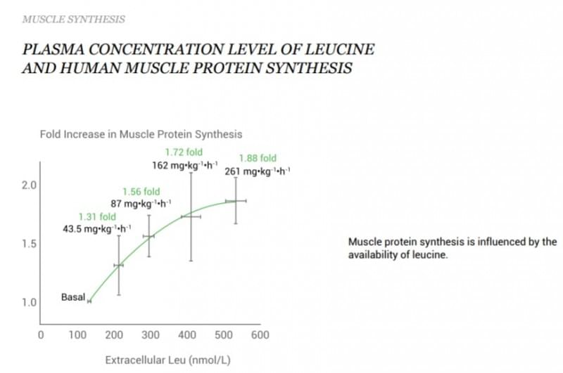 Protein Synthesis