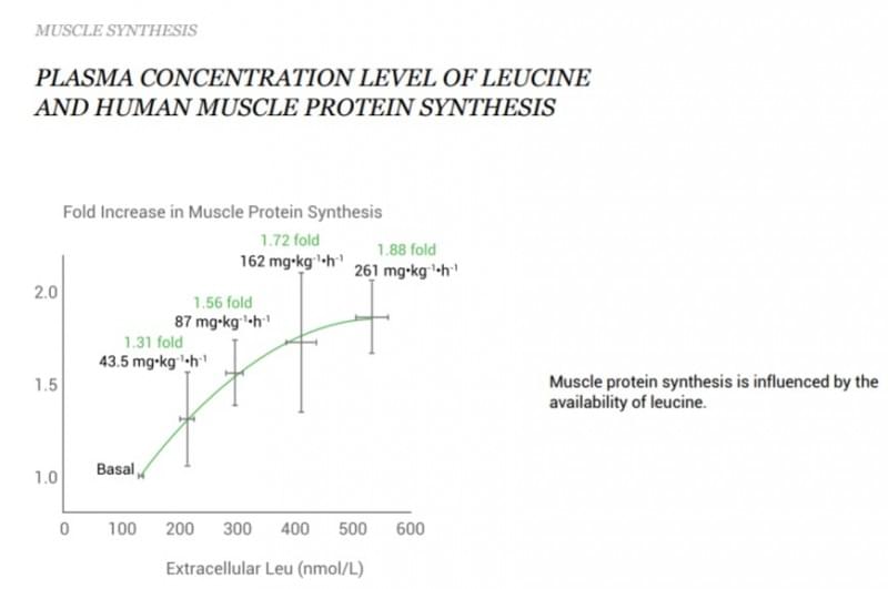 Protein Synthesis