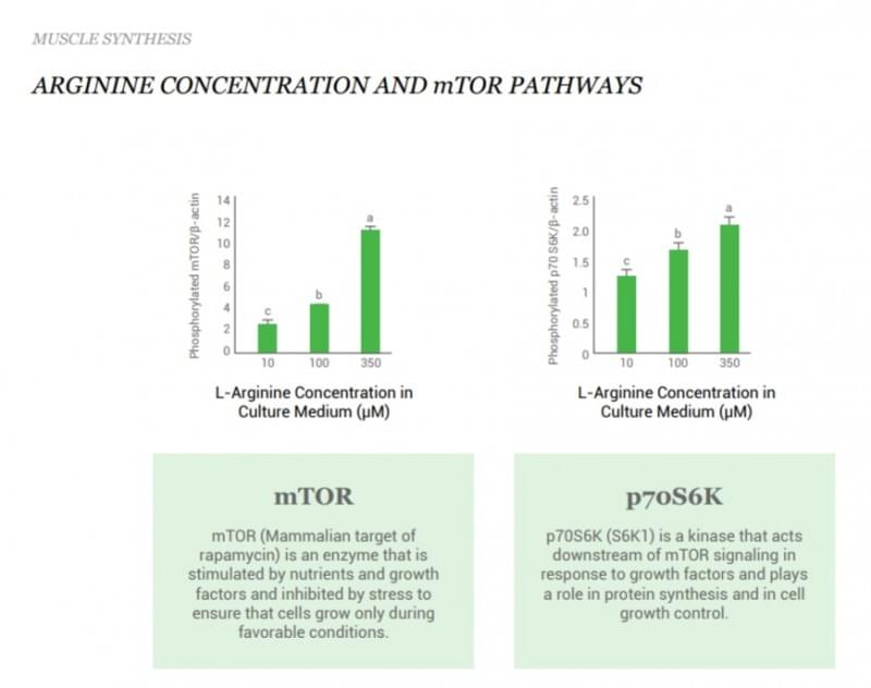 Arginine Pathways