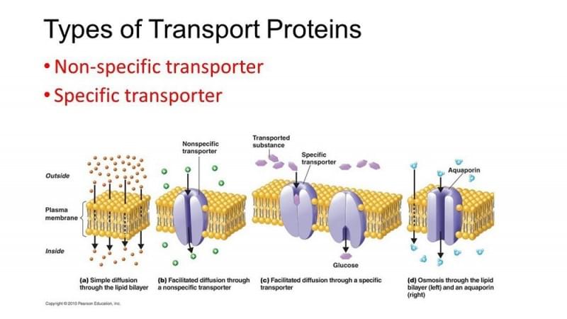 Transport proteins