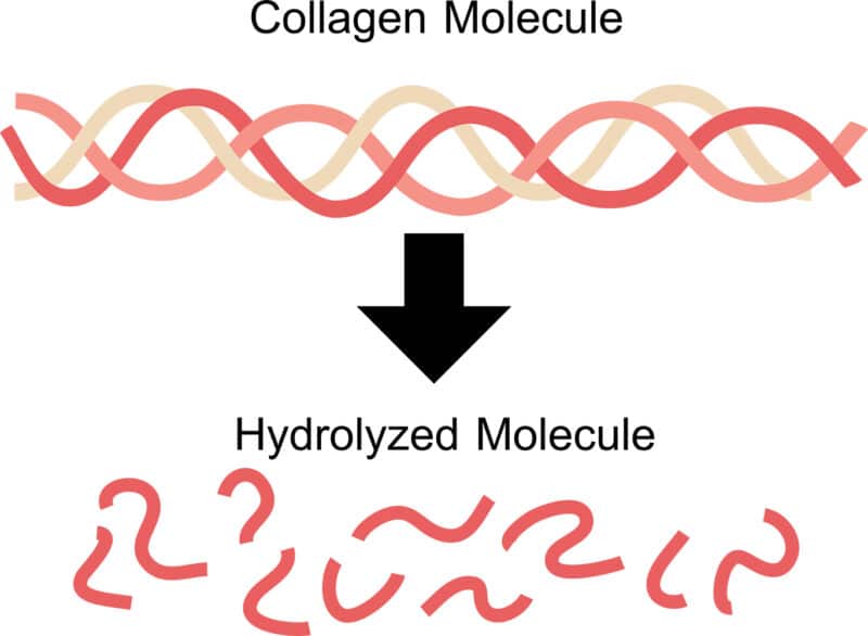 Collagen+-Think Again-Molecule