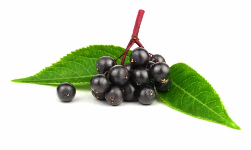 Elderberry Plant