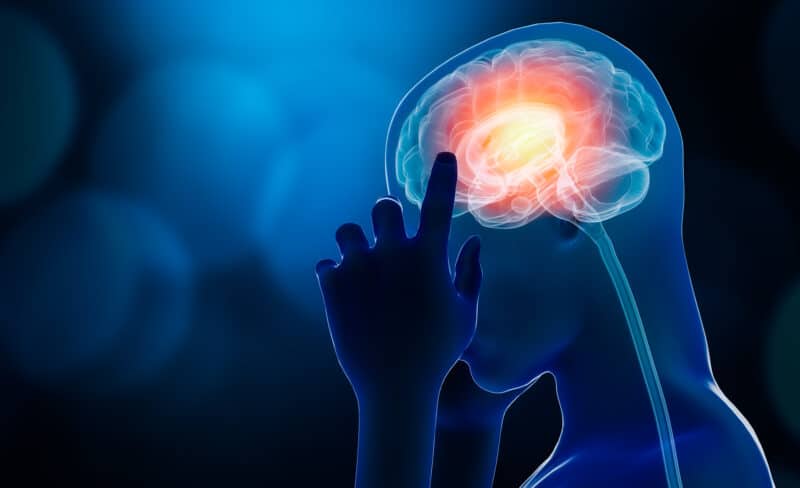 Brain