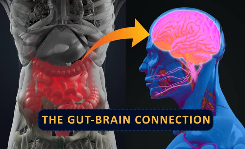 probiotic supplement_gut brain connection