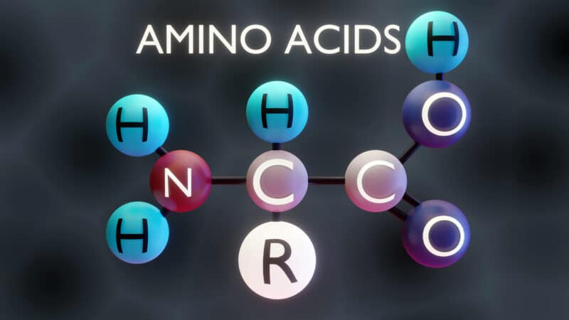 What Is The Best Vitamin D Supplement_amino acids