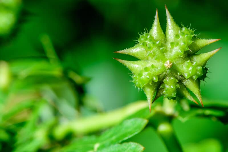 Tribulus Terrestris