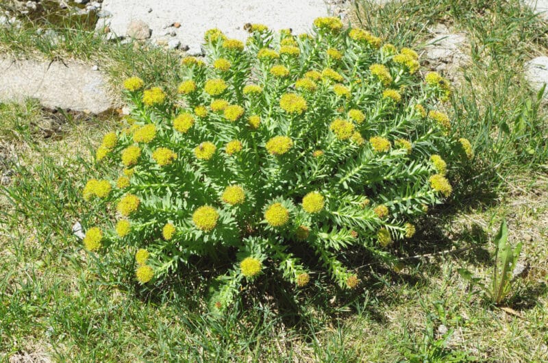 Rhodiola Rosea