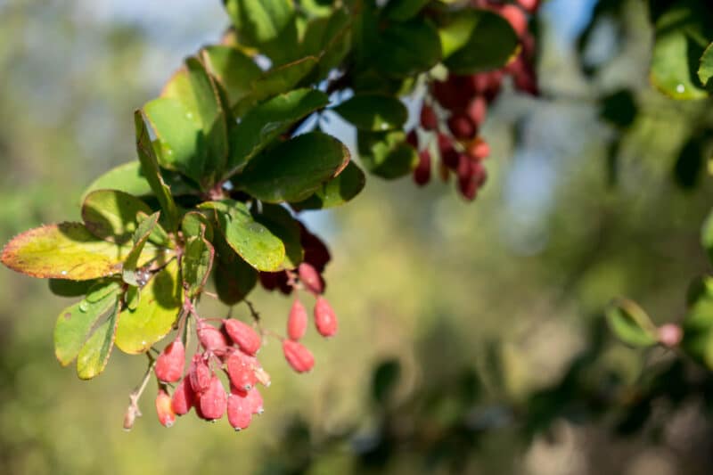 Berberine