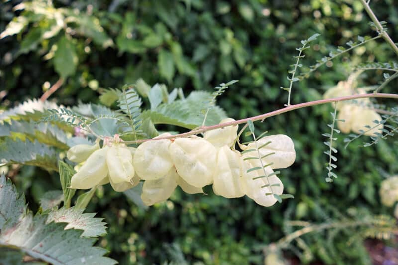 Sutherlandia frutescens