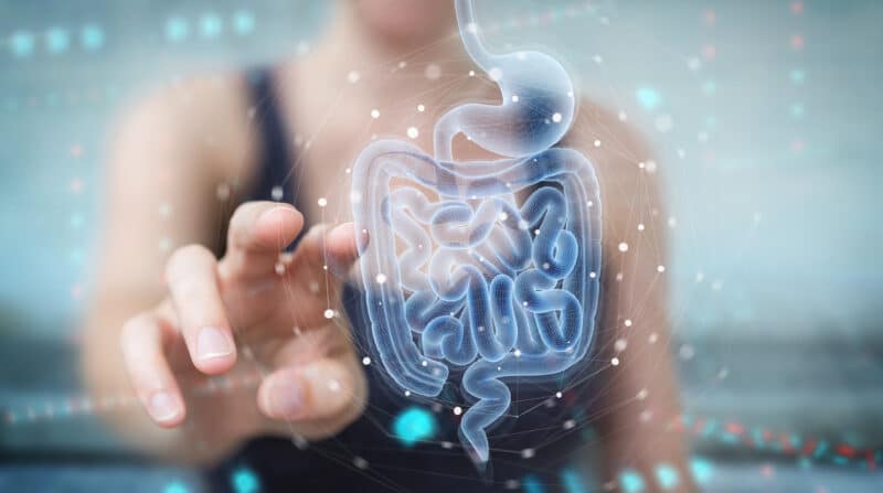 glutamine and gut function