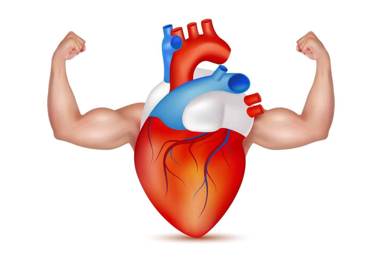 test BODYBUILDING, STEROIDS & HEART PROBLEMS