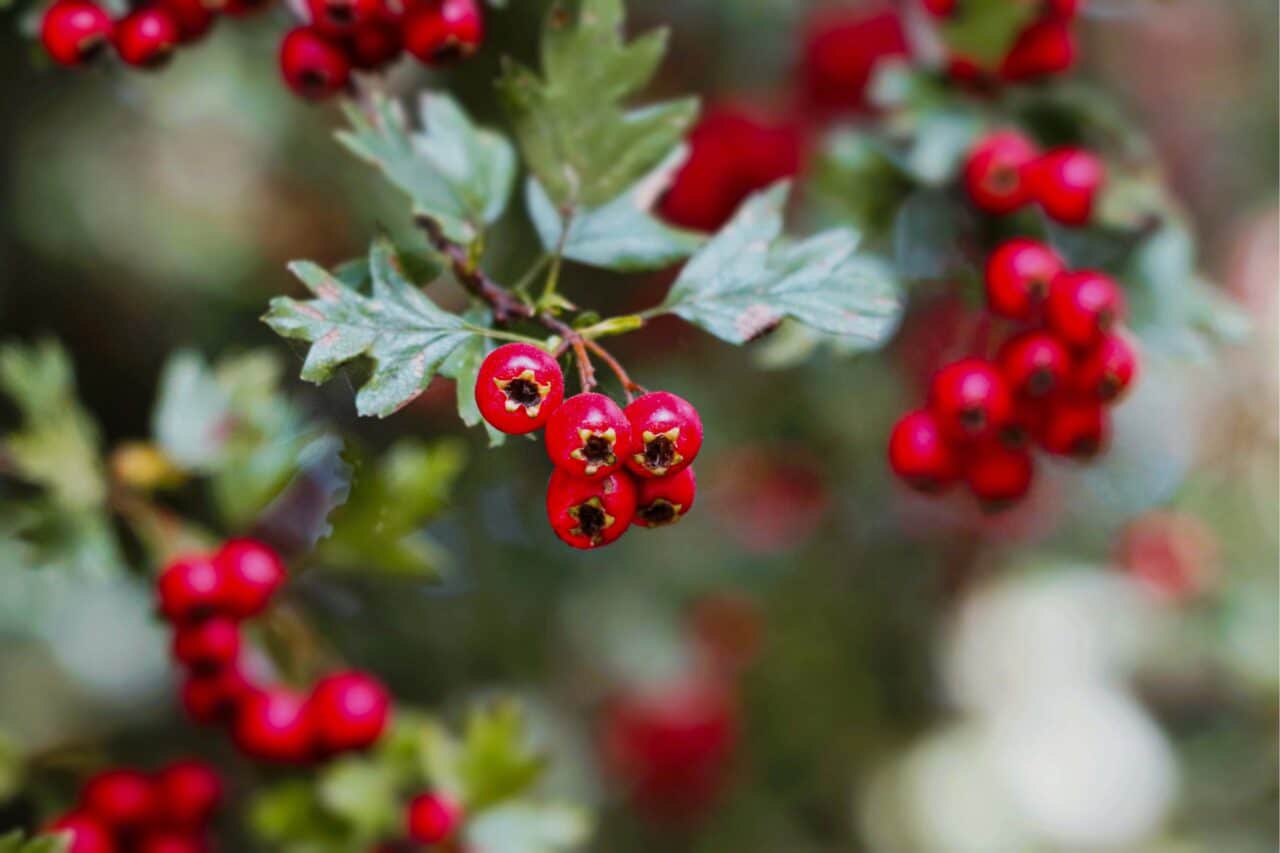 WHAT_IS A_WATER_LOSS_SUPPLEMENT_HAWTHORN