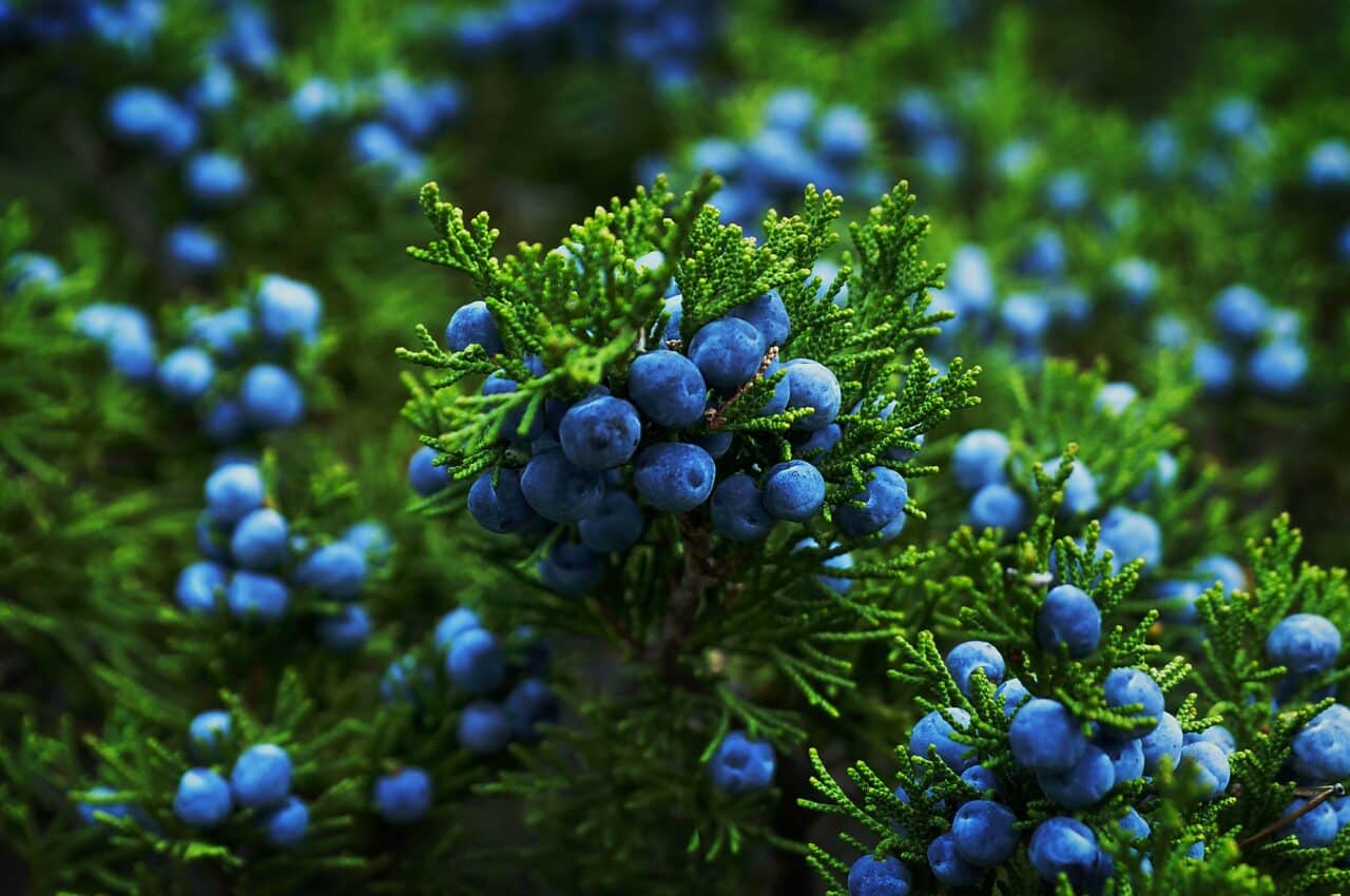 WHAT_IS A_WATER_LOSS_SUPPLEMENT_JUNIPER